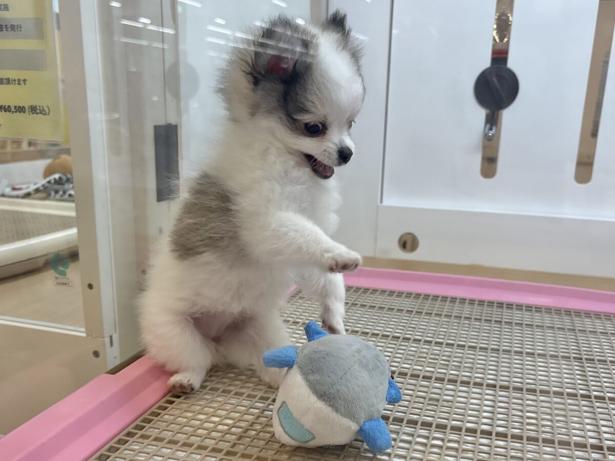 ポメチー（ポメチワ）