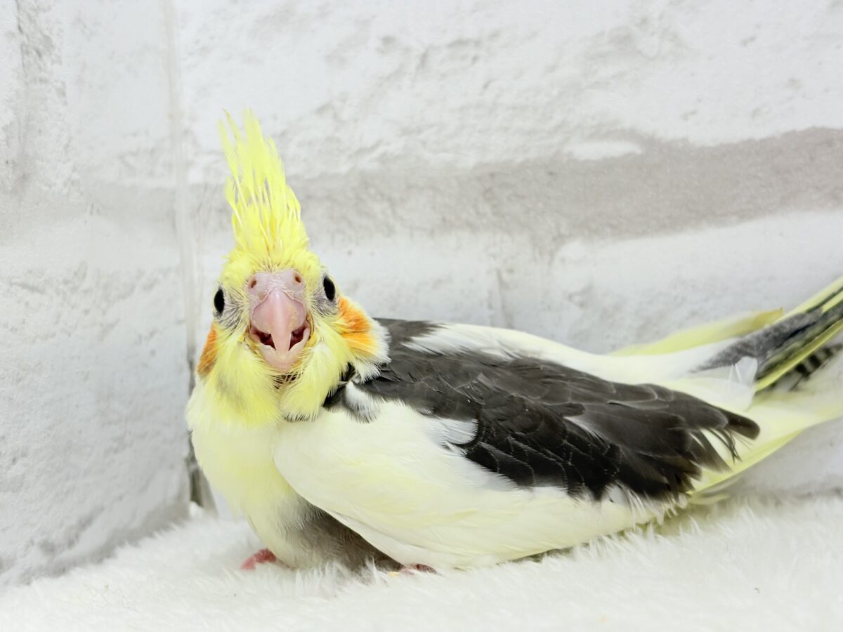 オカメインコ