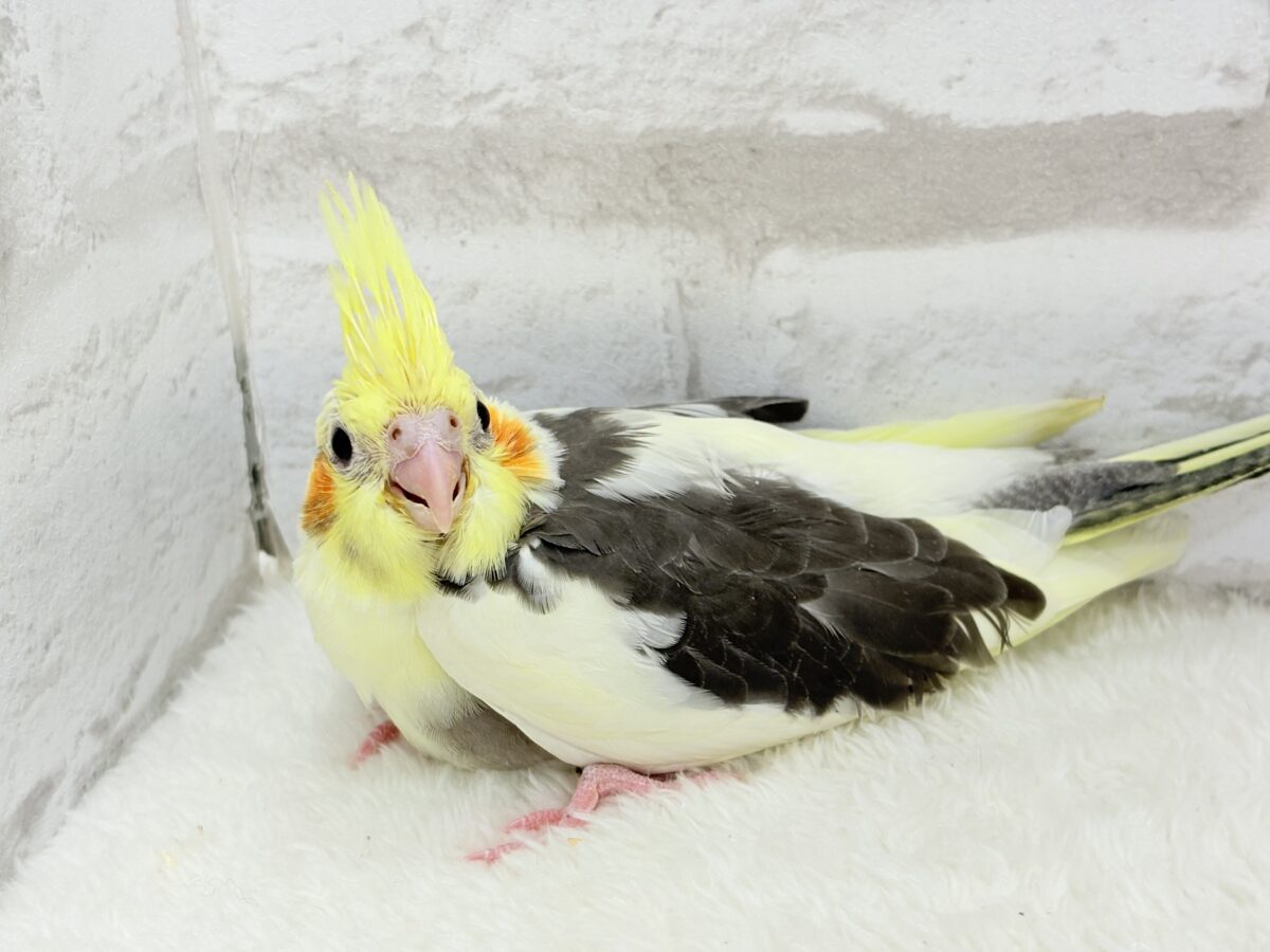 オカメインコ