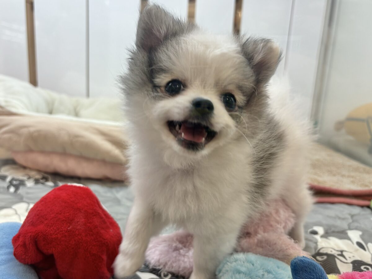 みんなを見ると笑顔になっちゃう♡チワポメちゃん！