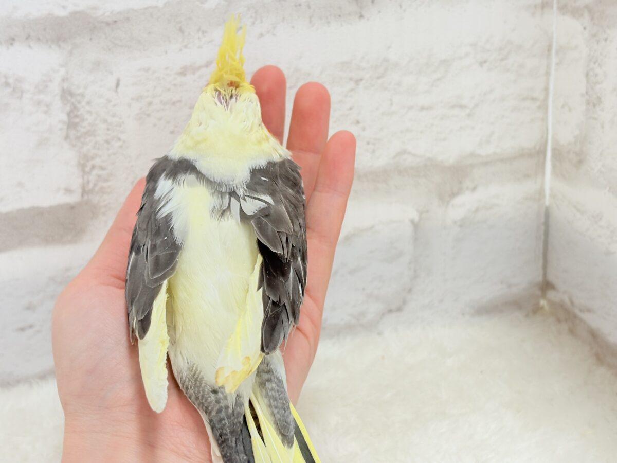 オカメインコ