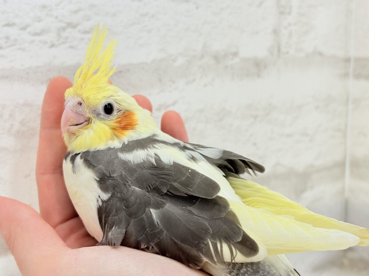 オカメインコ