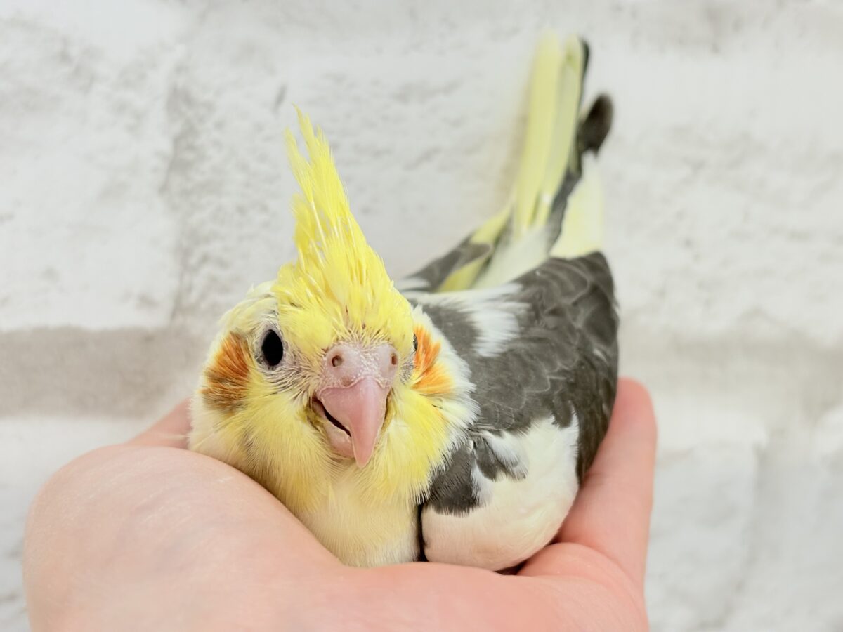 オカメインコ