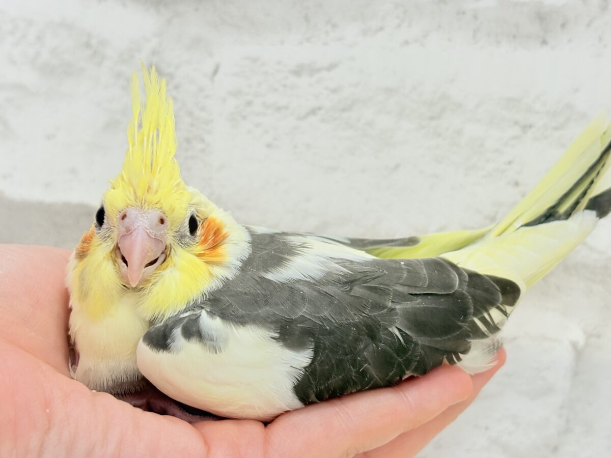 オカメインコ