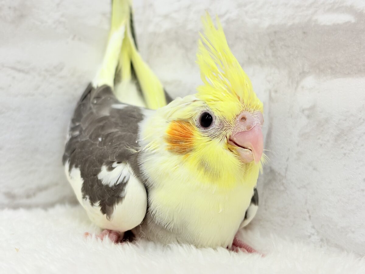 オカメインコ