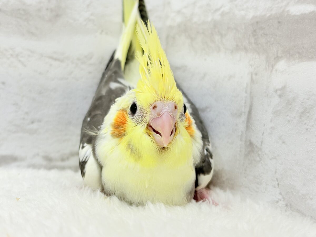 オカメインコ