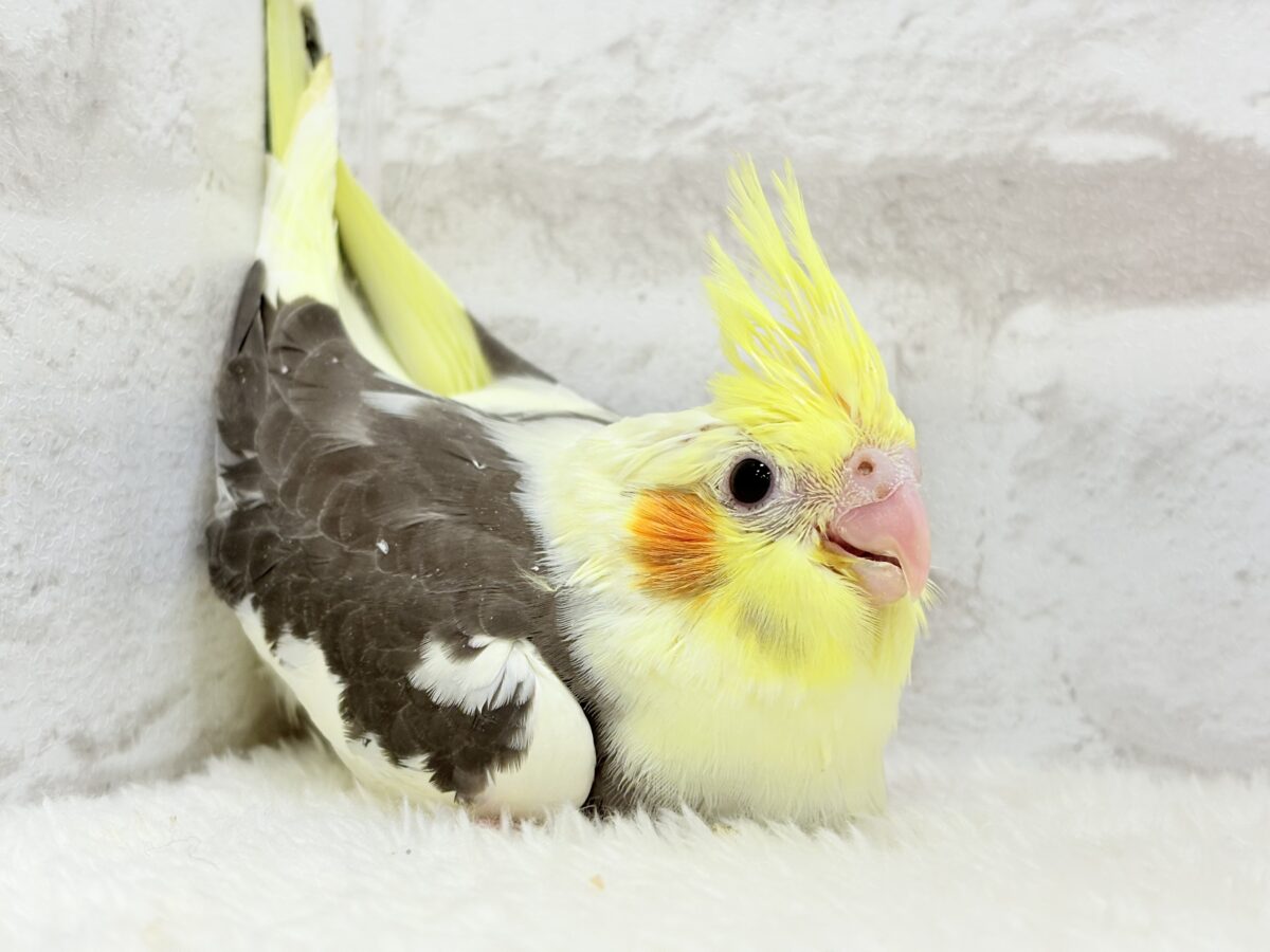 オカメインコ