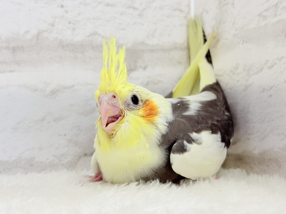 オカメインコ