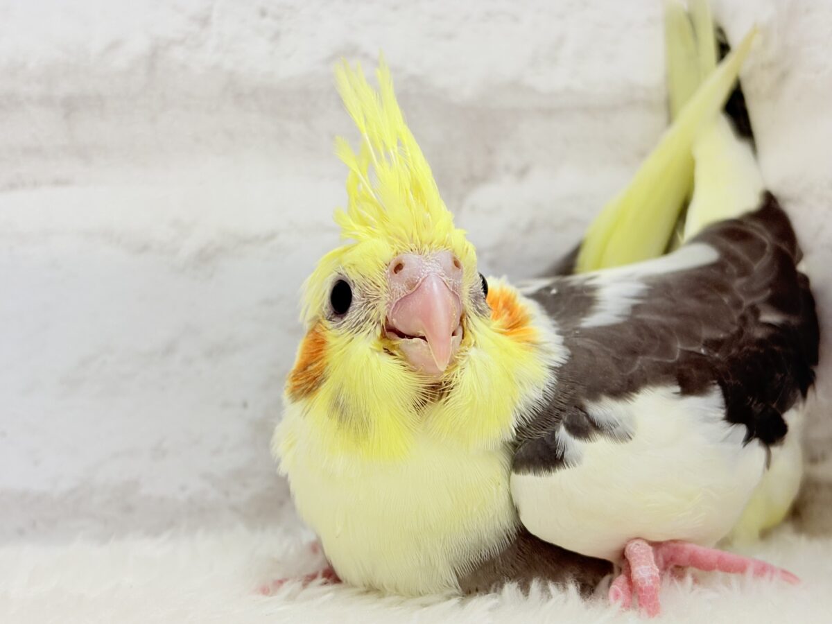 オカメインコ