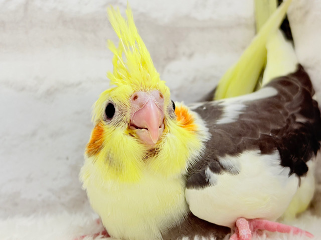 可愛らしい目力に夢中になっちゃう🐣🧡オカメインコ(パイド) ヒナ