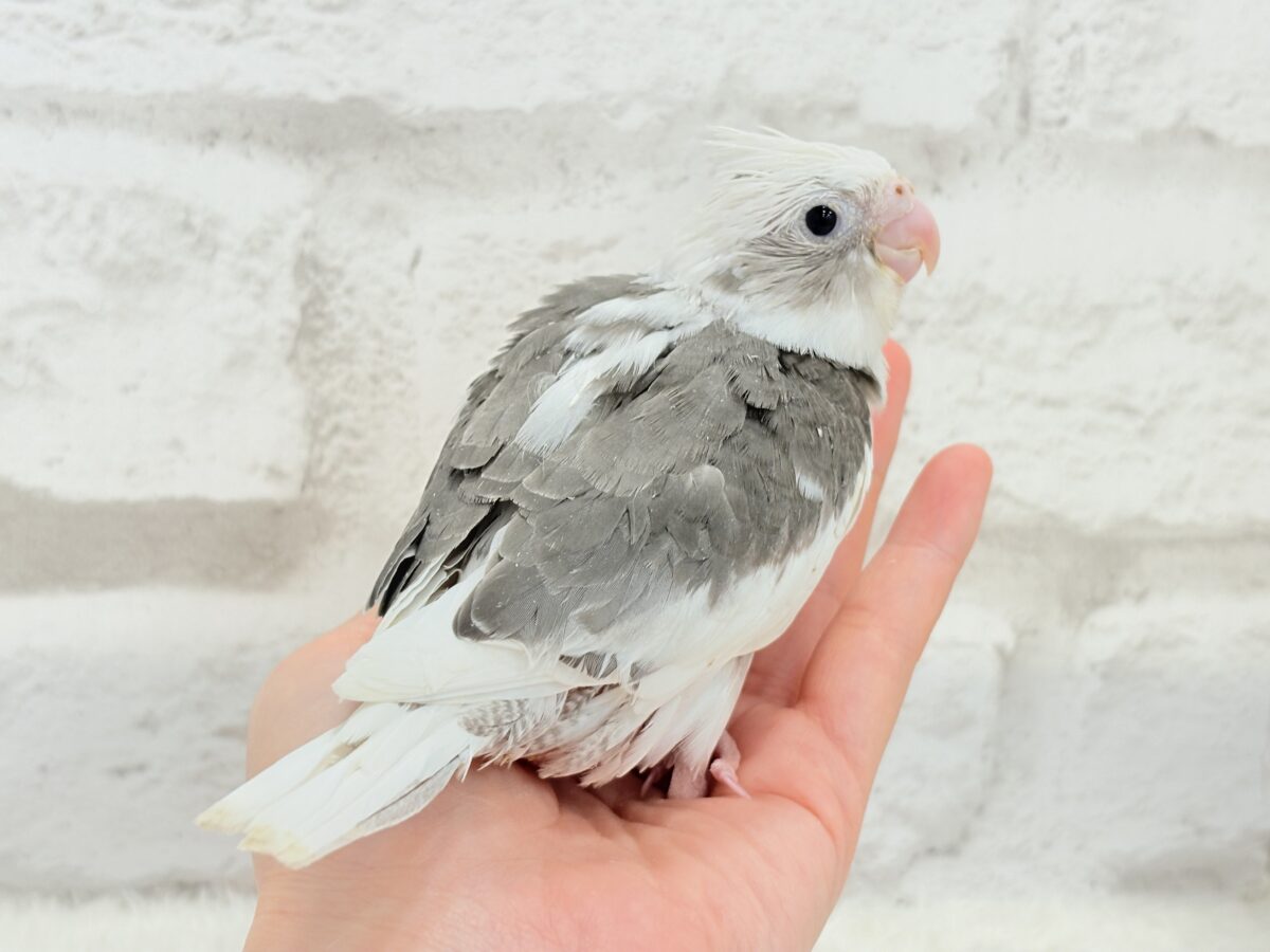 オカメインコ