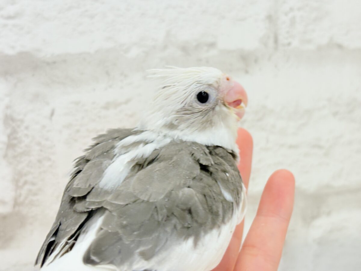 オカメインコ