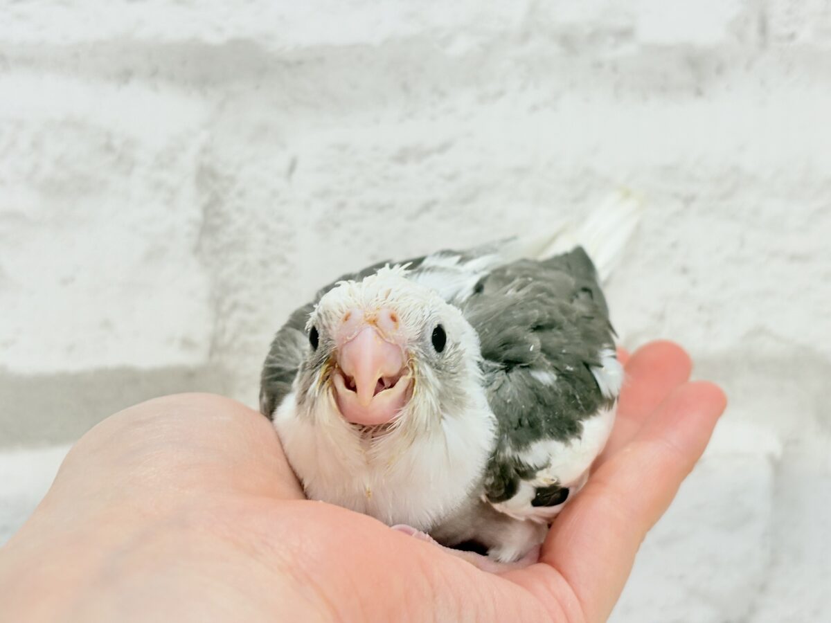 オカメインコ