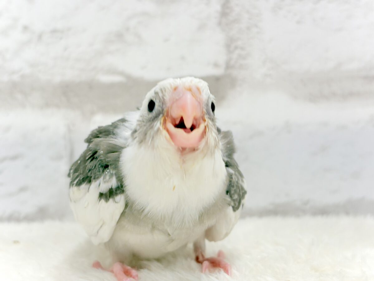 オカメインコ