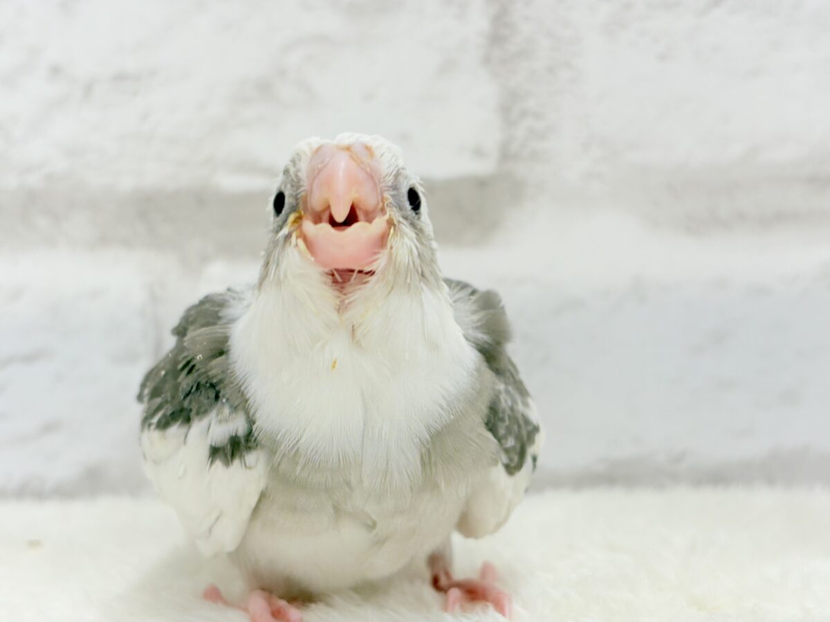 オカメインコ