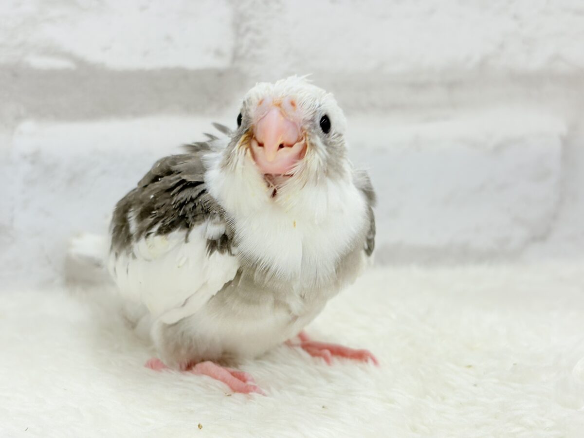オカメインコ