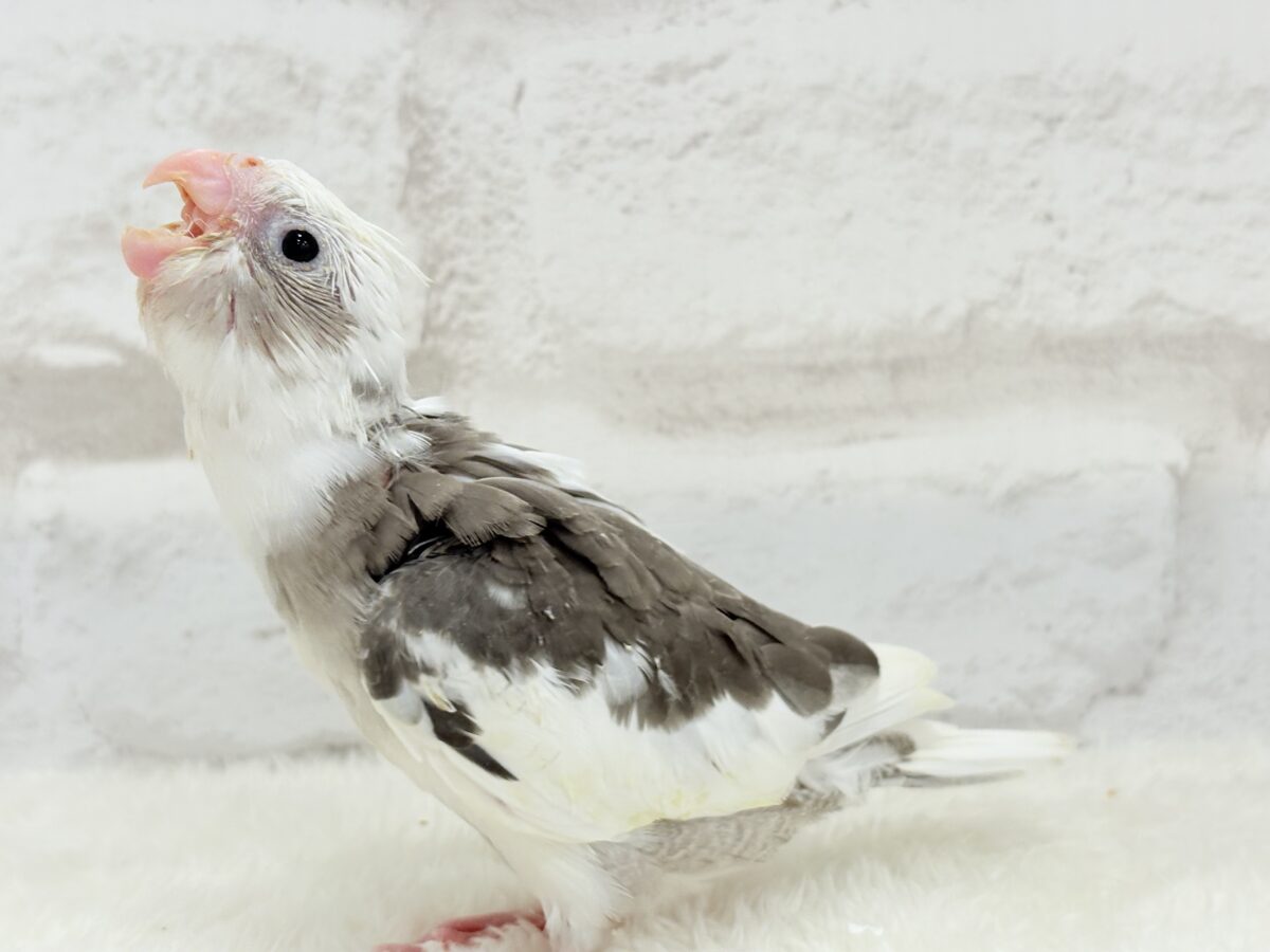 オカメインコ