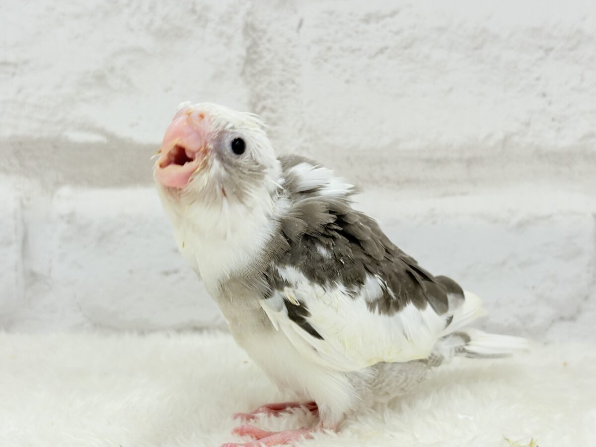 オカメインコ