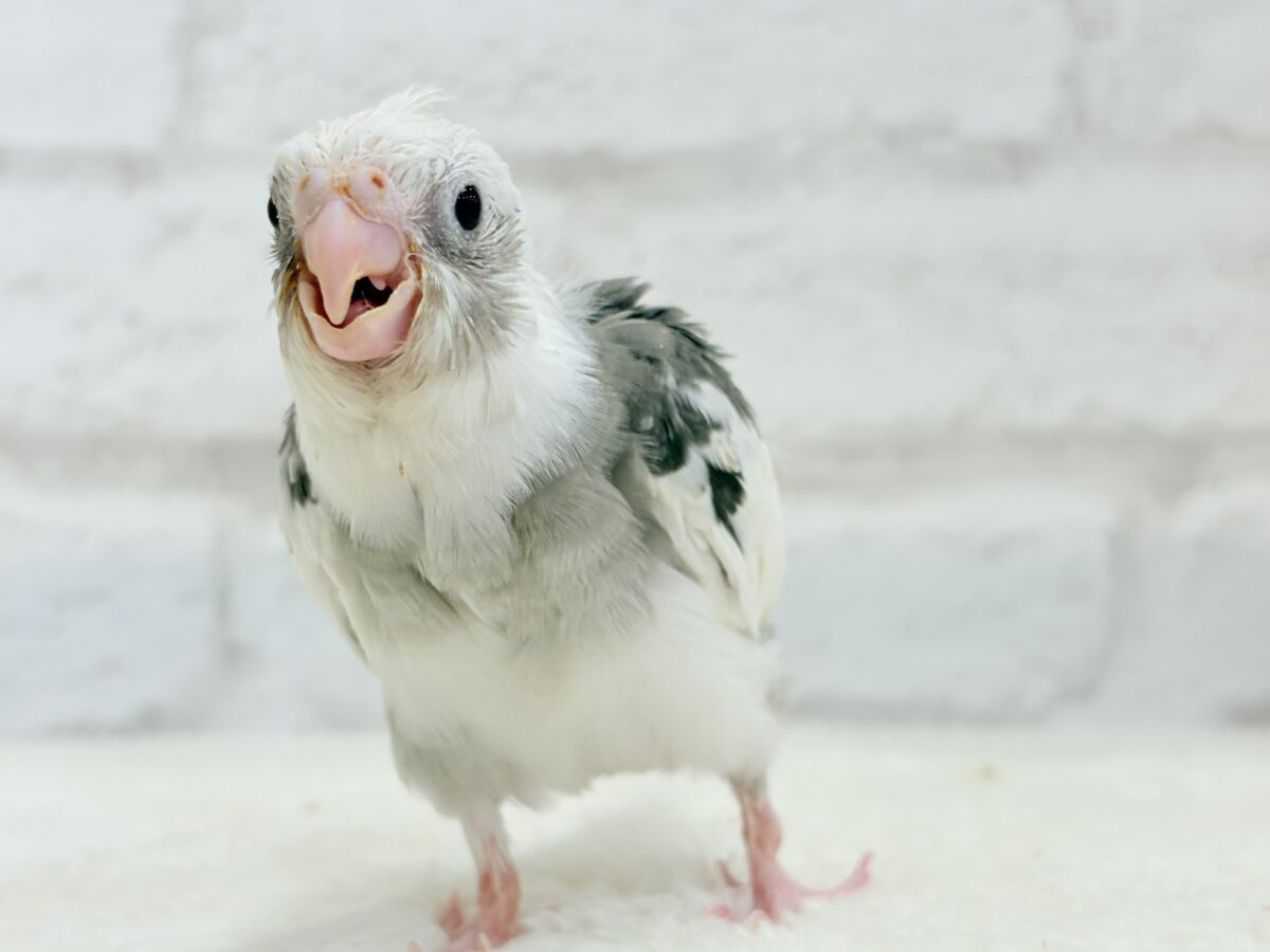 オカメインコ