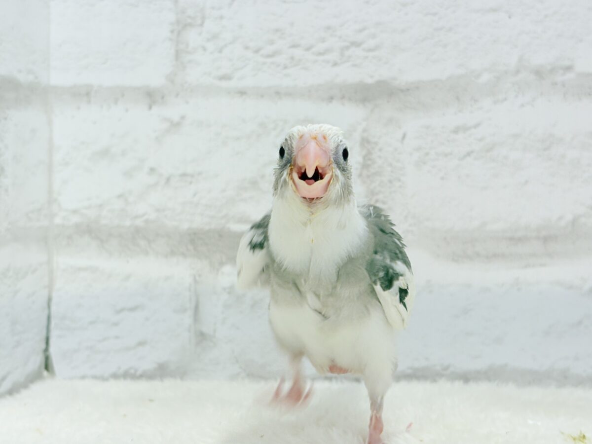 オカメインコ