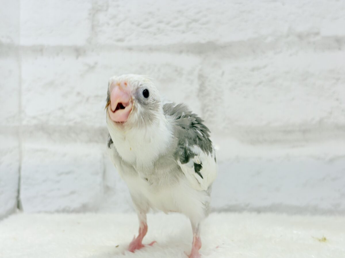 オカメインコ
