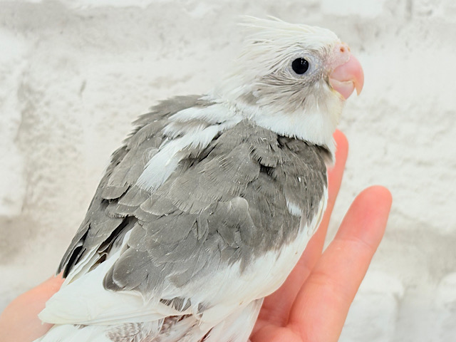 可愛いお顔とかっこいいカラーのギャップがたまらん♡♡オカメインコ(WFパイド) ヒナ