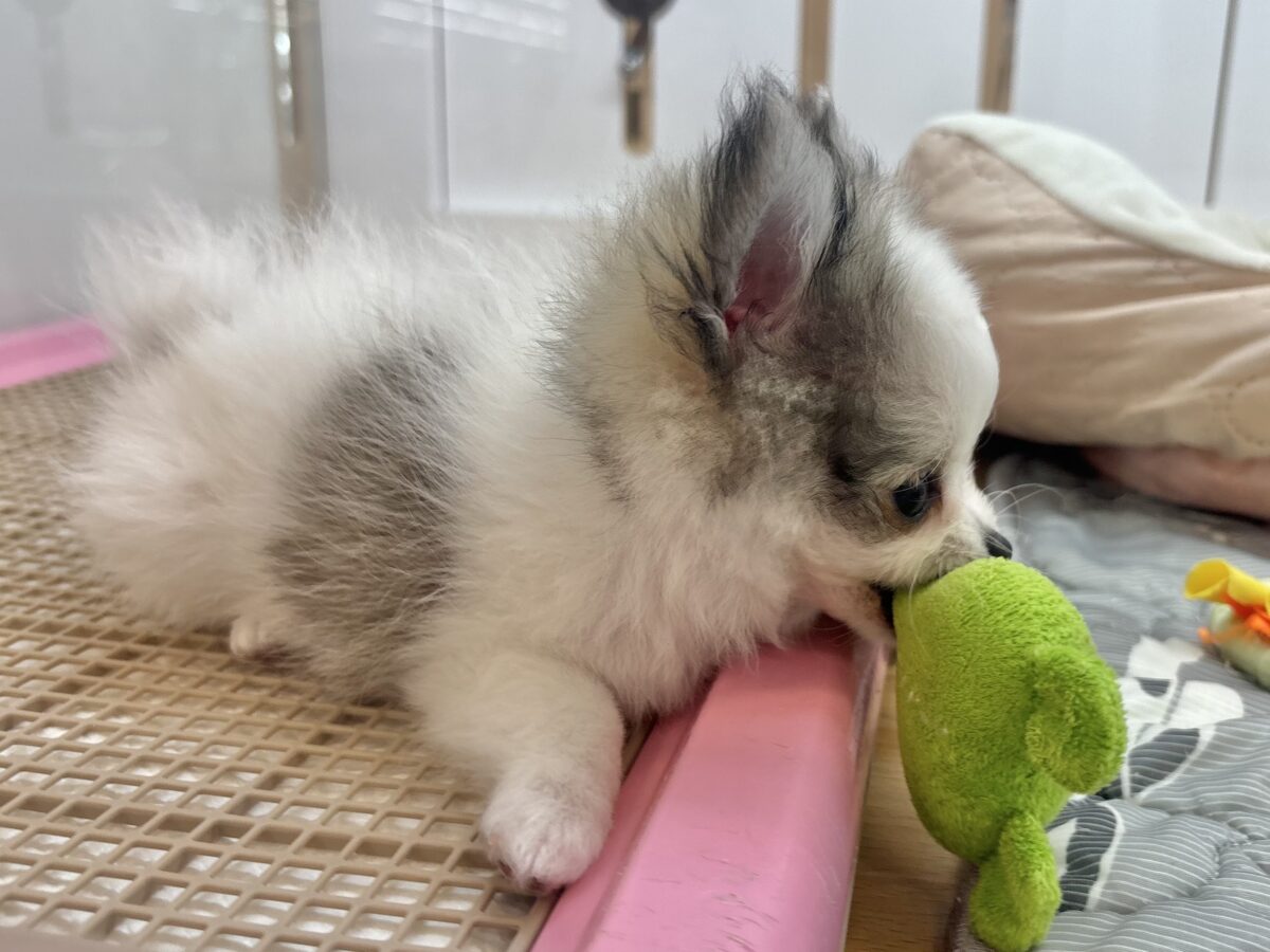 ポメチー（ポメチワ）