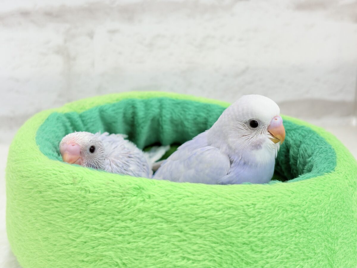 セキセイインコ