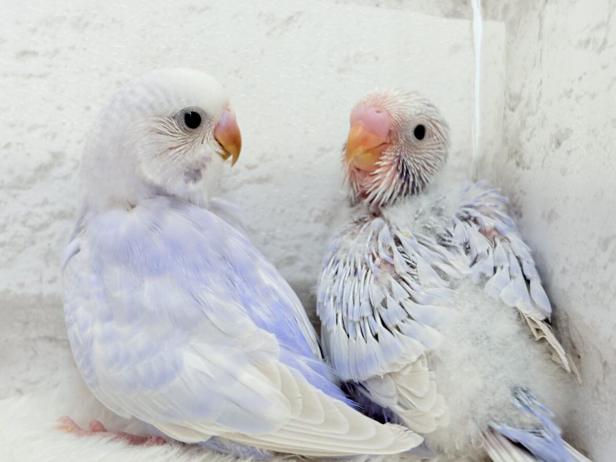 セキセイインコ