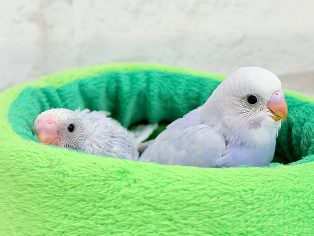 癒し系🫧藤色コンビ🐣💜セキセイインコ(ライラック) ヒナ