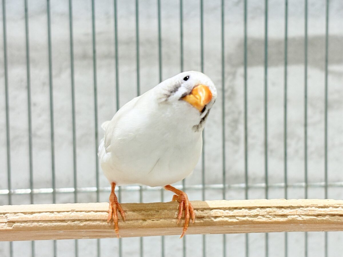 錦花鳥（キンカチョウ）