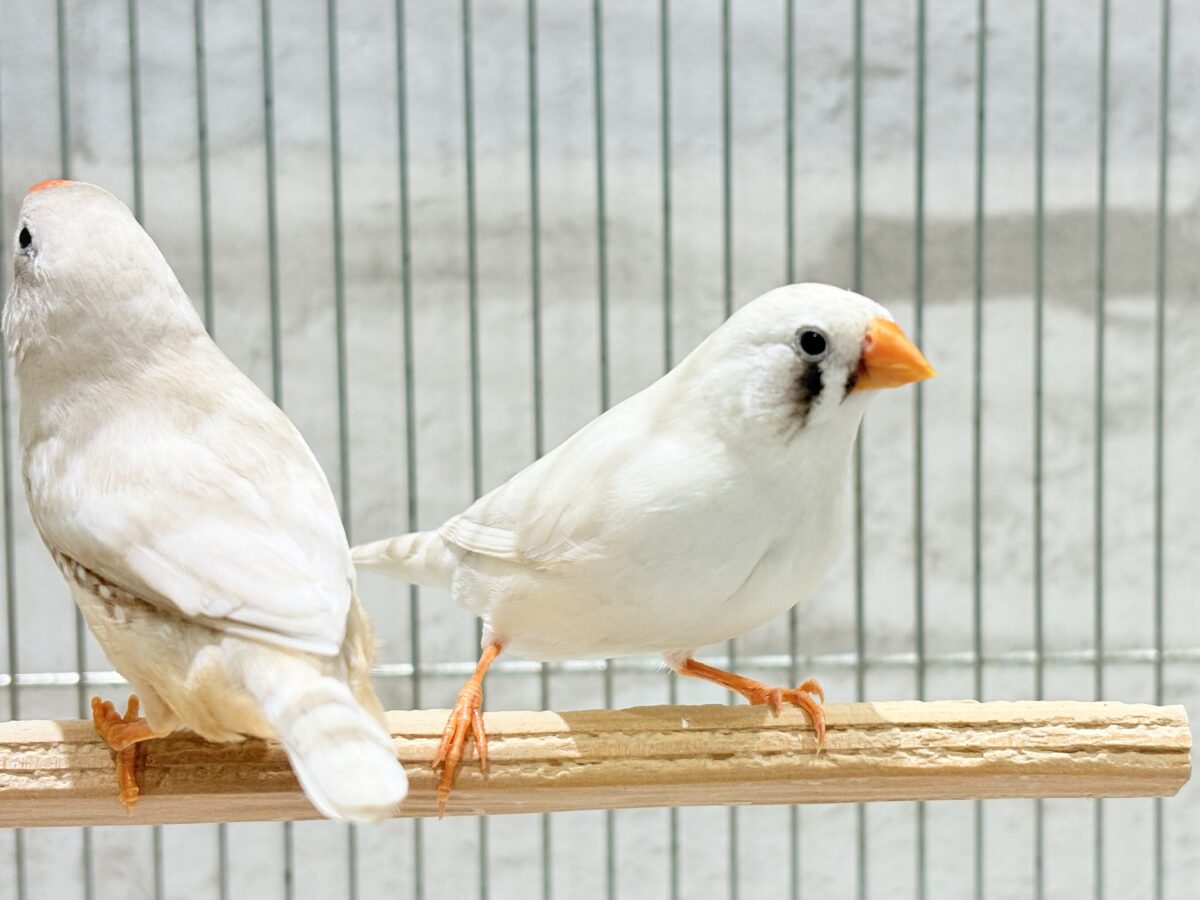 錦花鳥（キンカチョウ）