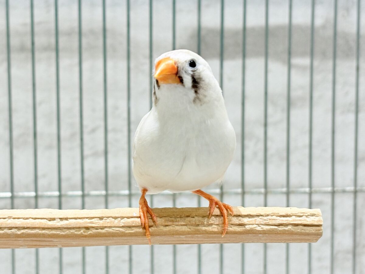 錦花鳥（キンカチョウ）
