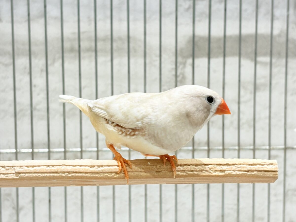 錦花鳥（キンカチョウ）