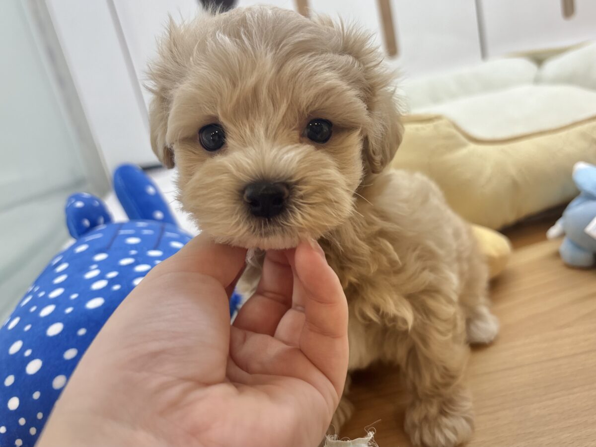 マルプー