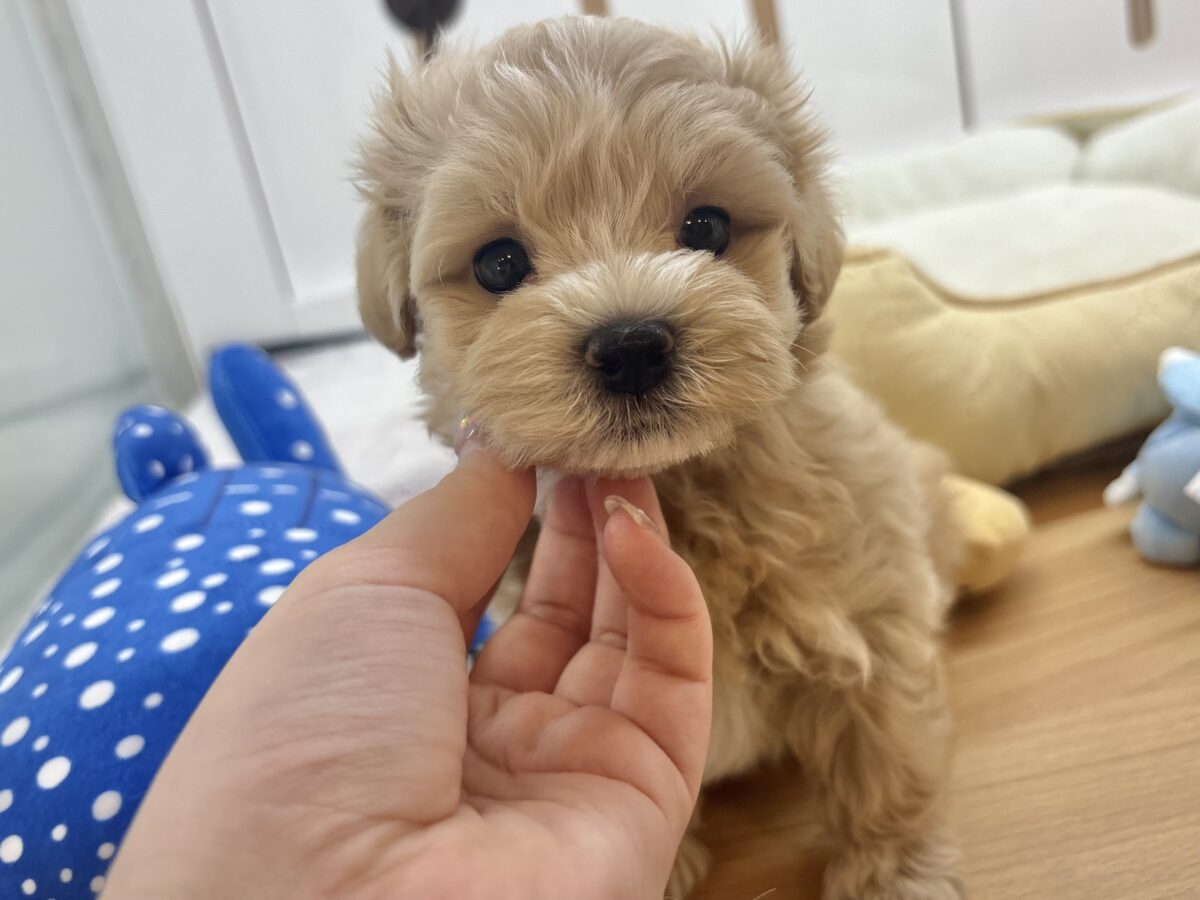 マルプー