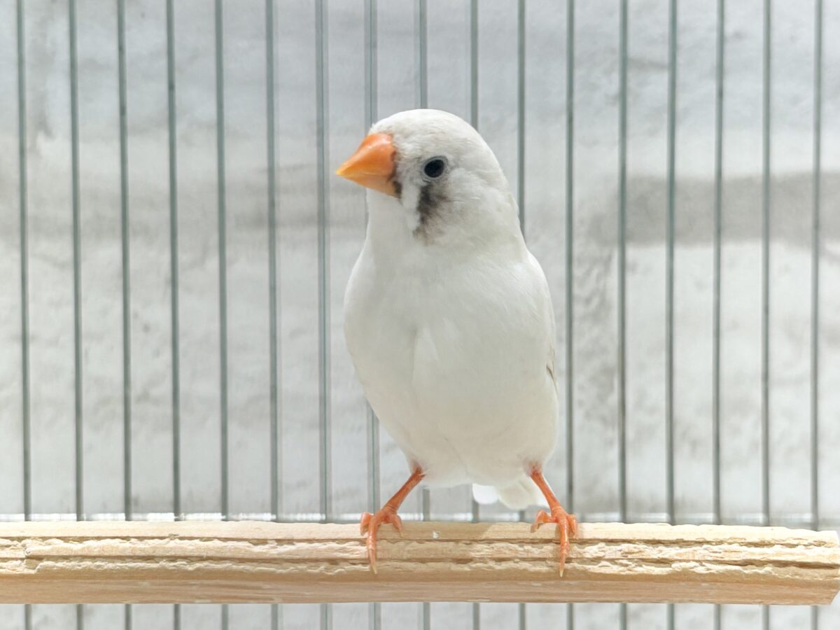 錦花鳥（キンカチョウ）