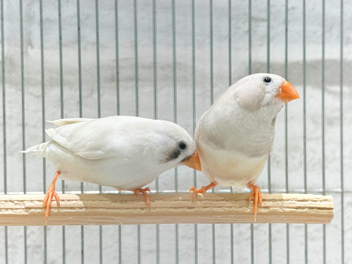 錦花鳥（キンカチョウ）