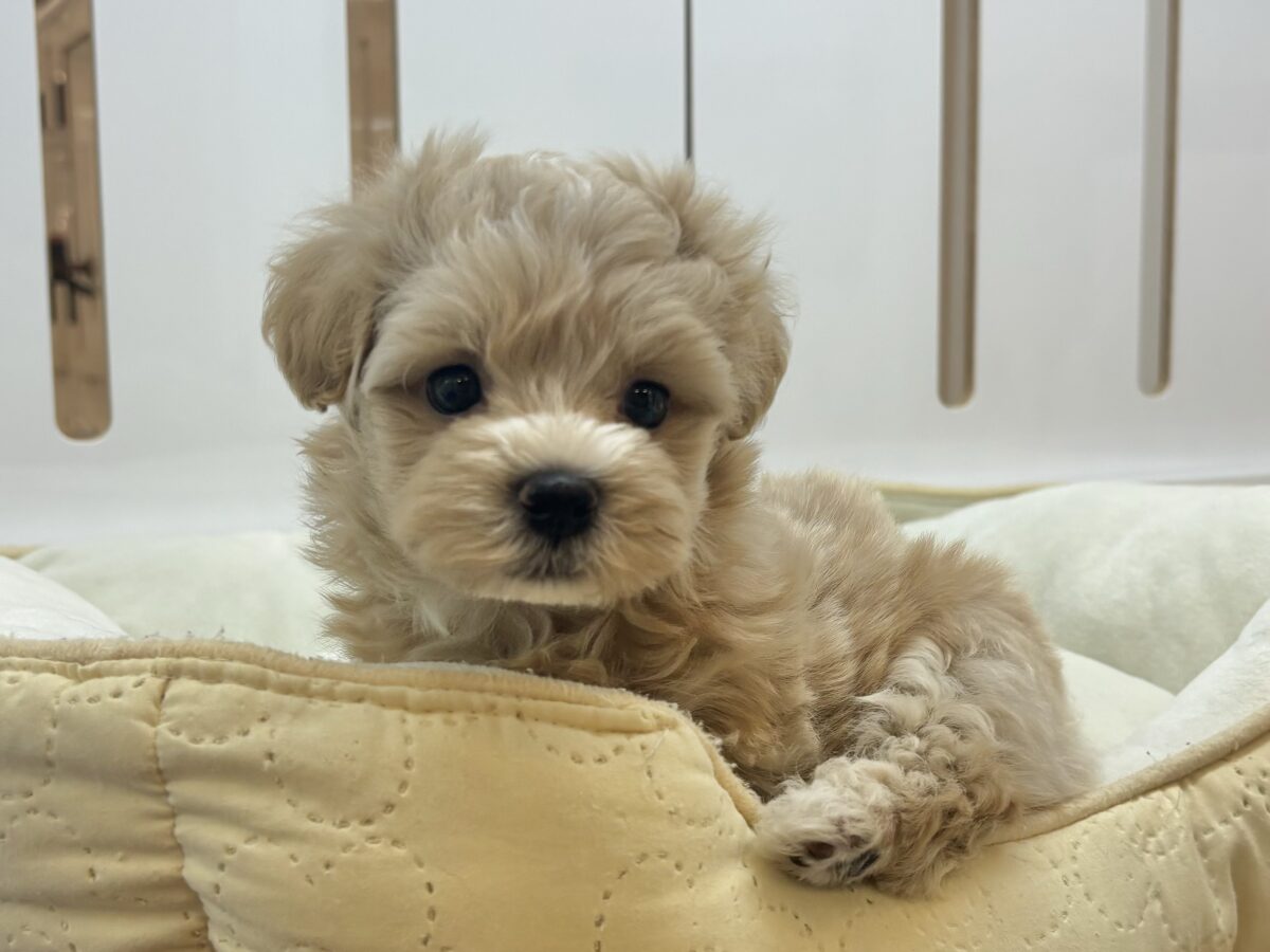 マルプー