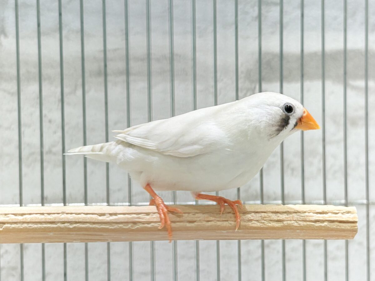 錦花鳥（キンカチョウ）