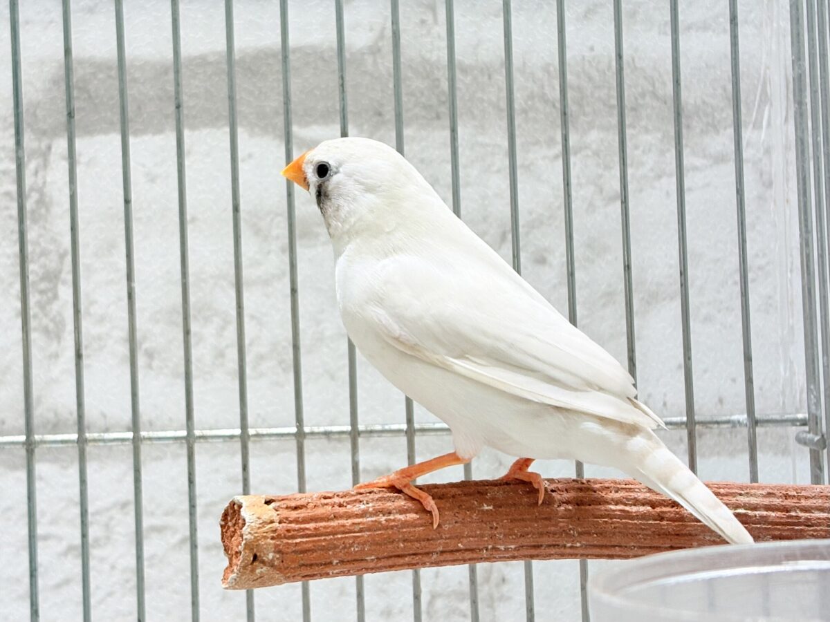 錦花鳥（キンカチョウ）