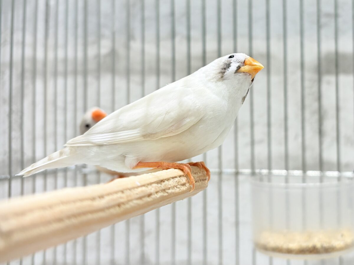 錦花鳥（キンカチョウ）