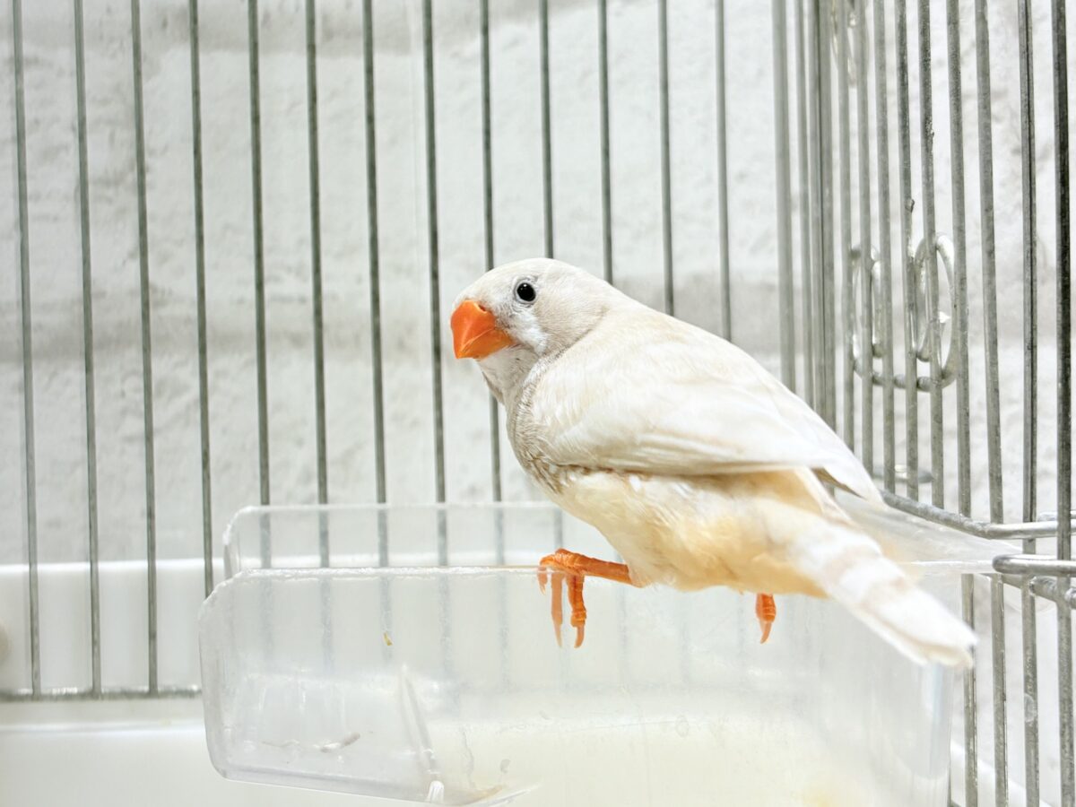 錦花鳥（キンカチョウ）