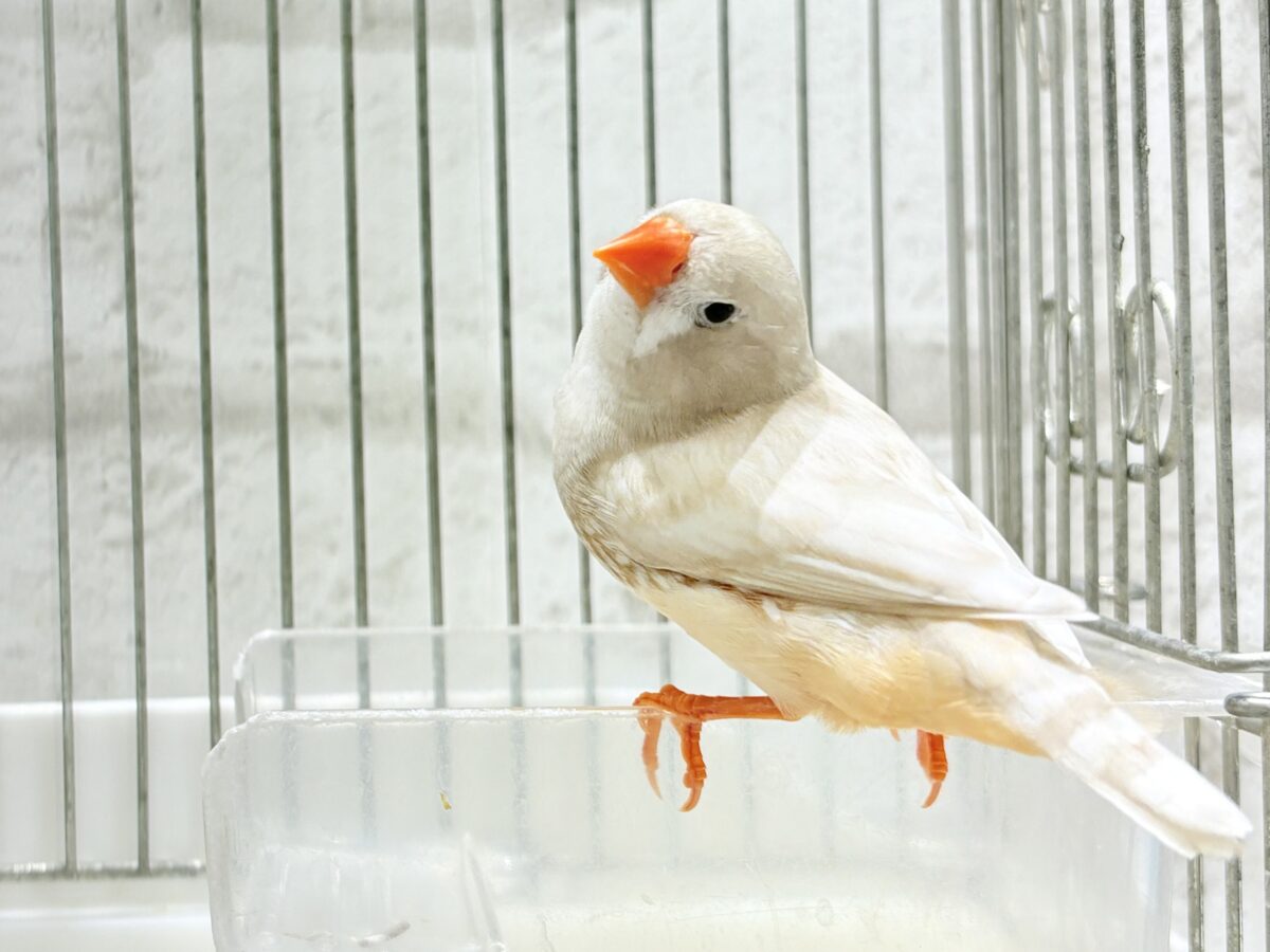 錦花鳥（キンカチョウ）