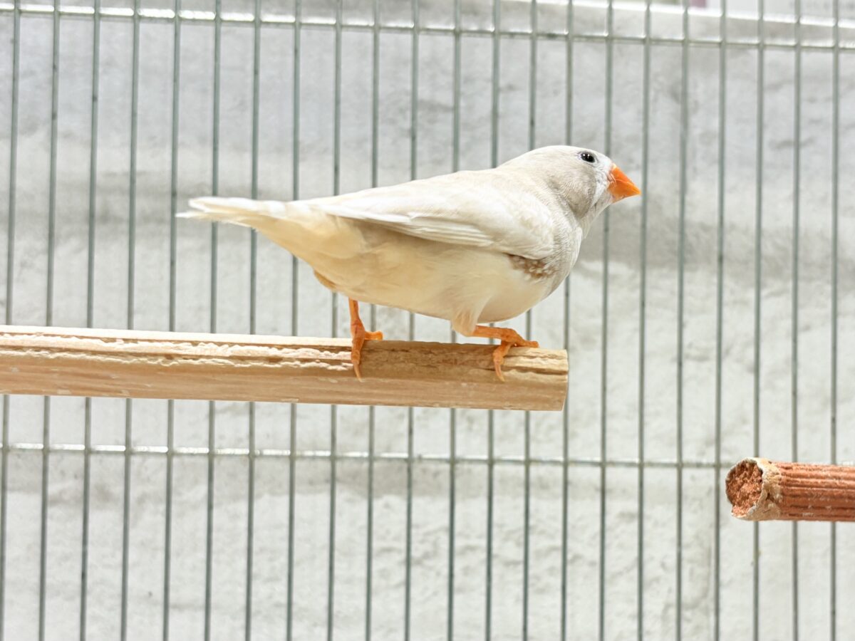 錦花鳥（キンカチョウ）