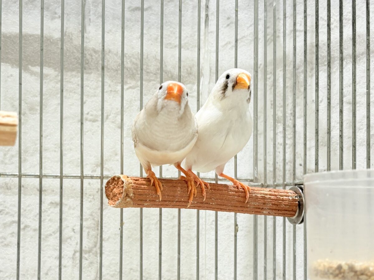 錦花鳥（キンカチョウ）