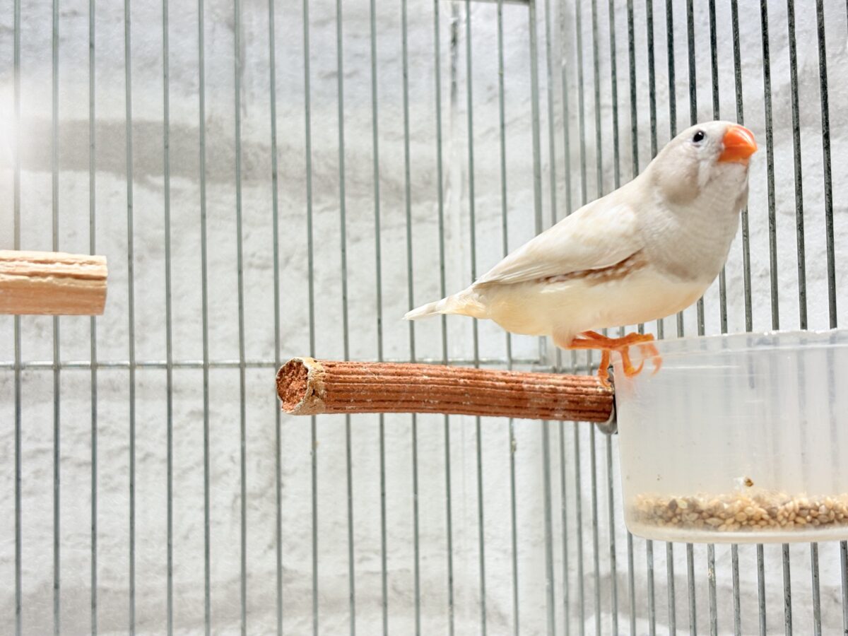 錦花鳥（キンカチョウ）