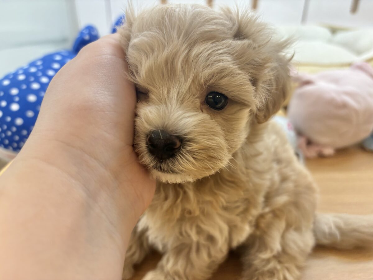 マルプー