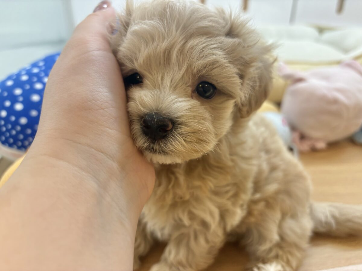 マルプー