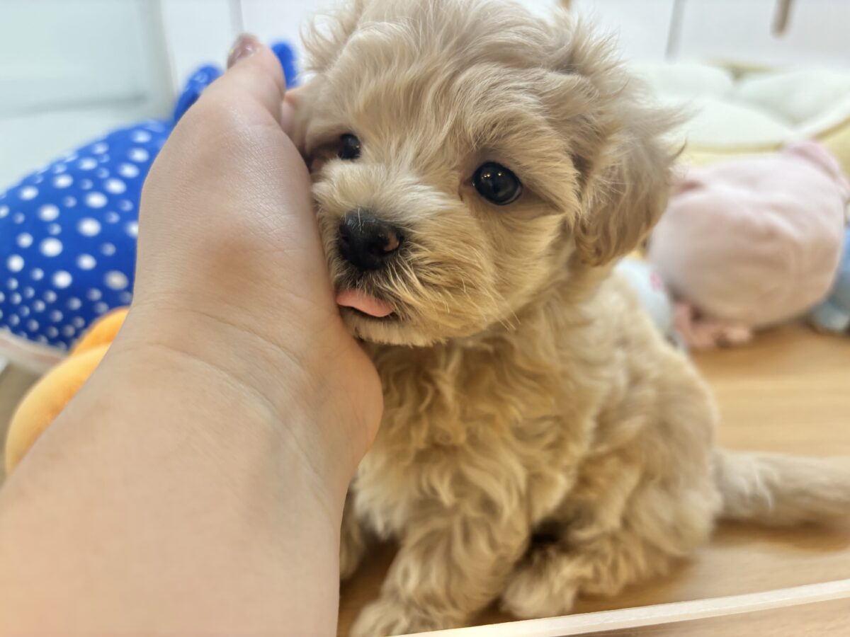 マルプー